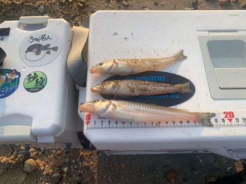 キスの釣果