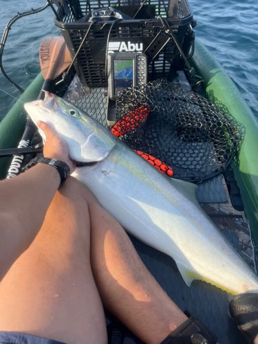 ブリの釣果