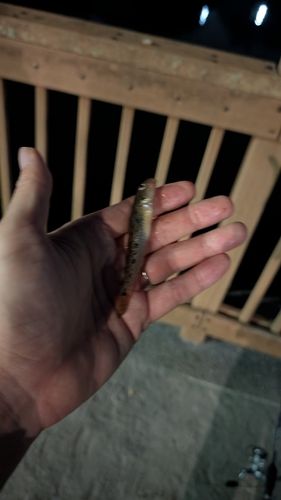 マハゼの釣果