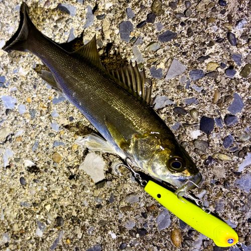 セイゴ（マルスズキ）の釣果