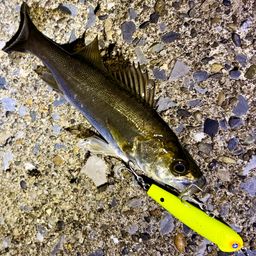 セイゴ（マルスズキ）