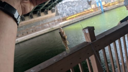 マハゼの釣果
