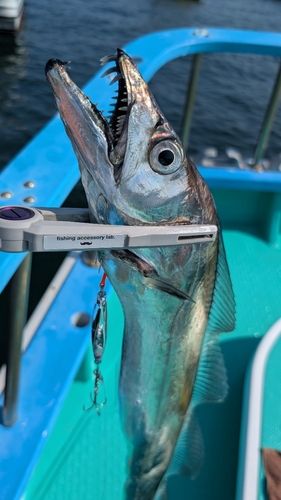 タチウオの釣果