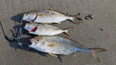 カンパチの釣果