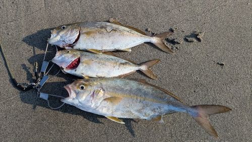カンパチの釣果