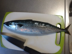 サバの釣果