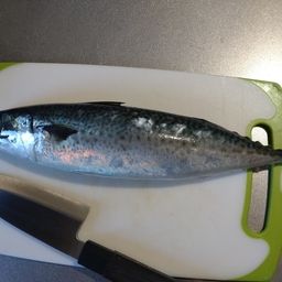 サバ