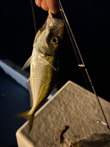 マアジの釣果