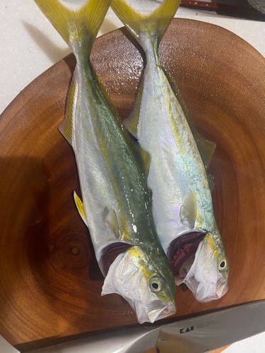 ワカシの釣果