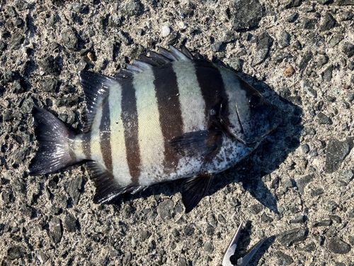イシダイの釣果