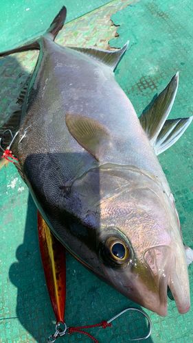 ショゴの釣果