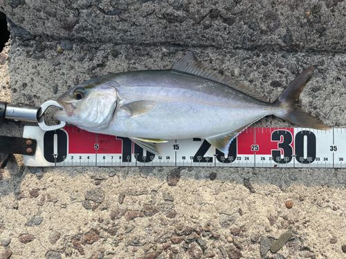 ネリゴの釣果