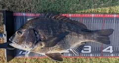 クロダイの釣果
