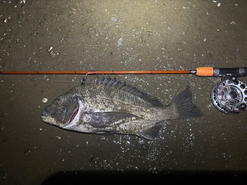 チヌの釣果