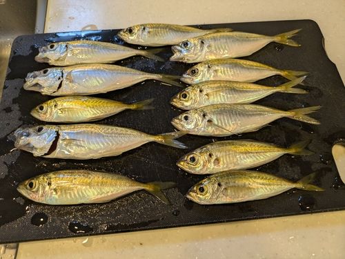 アジの釣果