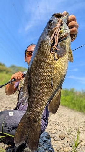 スモールマウスバスの釣果