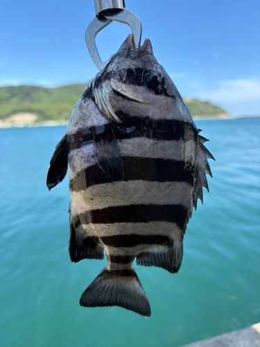 イシダイの釣果