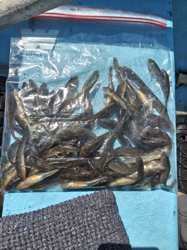 マハゼの釣果