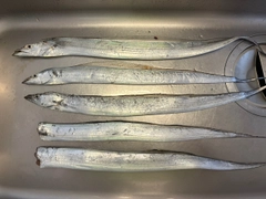 タチウオの釣果