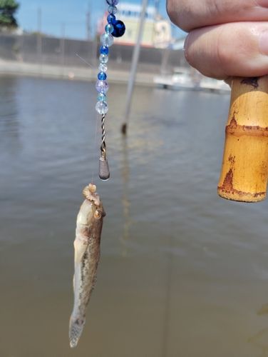 マハゼの釣果