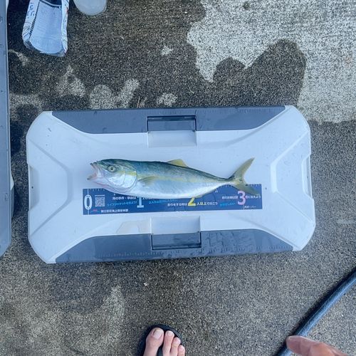 イナダの釣果