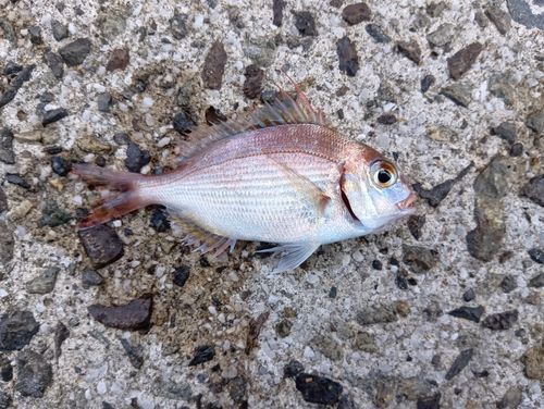 チャリコの釣果