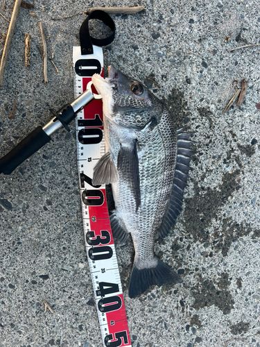 チヌの釣果