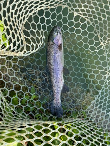 ニジマスの釣果