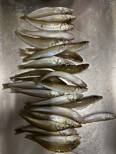 キスの釣果