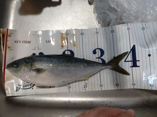 ワカシの釣果
