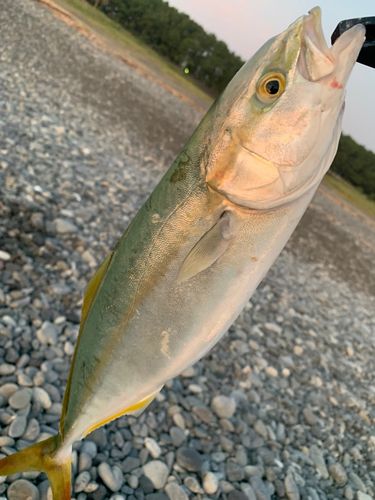 イナダの釣果