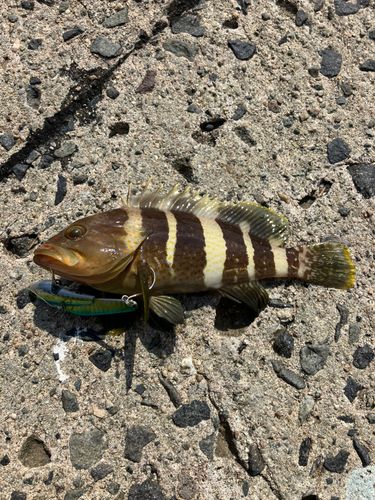 アオハタの釣果