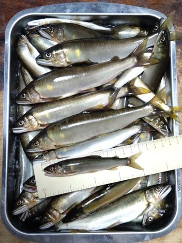 アユの釣果