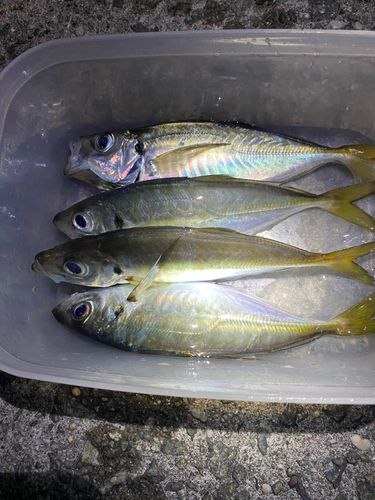アジの釣果