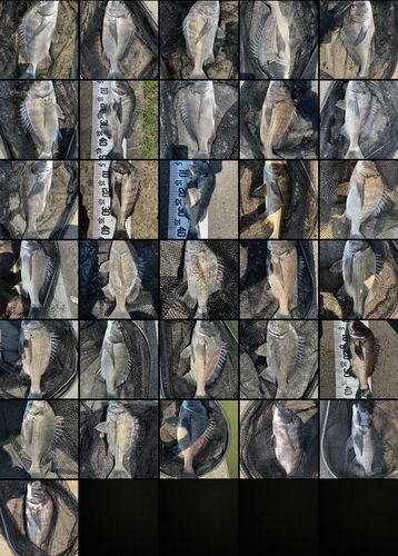 チヌの釣果