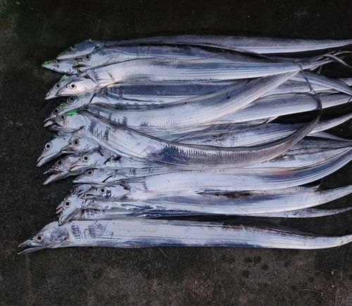 タチウオの釣果