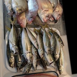 アジ