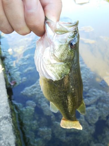 ラージマウスバスの釣果