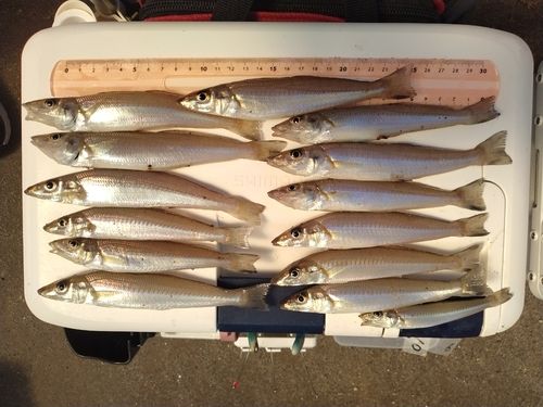シロギスの釣果