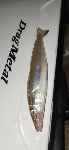 キスの釣果