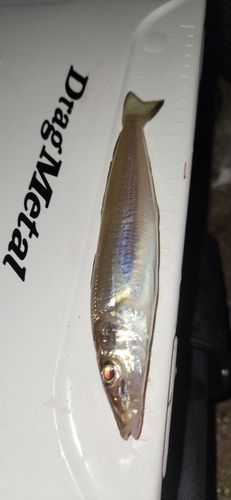 キスの釣果