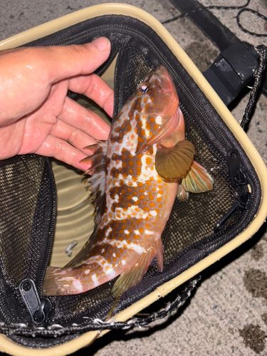 キジハタの釣果