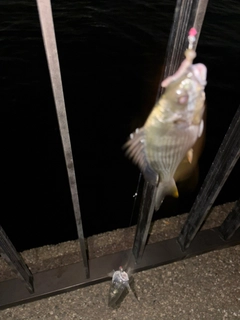 キビレの釣果