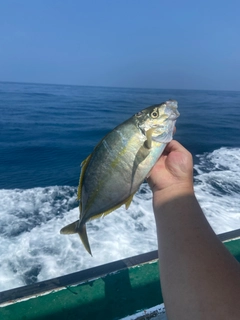 シマアジの釣果