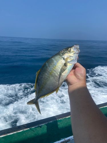 シマアジの釣果