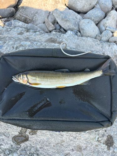 アユの釣果