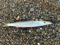 カマスの釣果