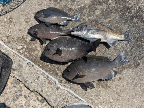 メジナの釣果