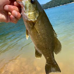 スモールマウスバス