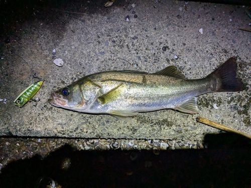 シーバスの釣果